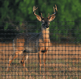 Deer Behing Deer Fence 